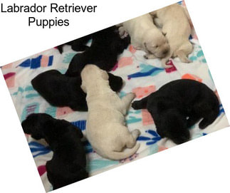 Labrador Retriever Puppies