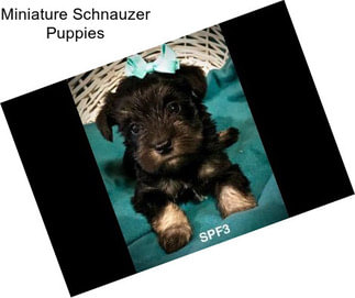 Miniature Schnauzer Puppies