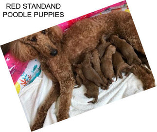 RED STANDAND POODLE PUPPIES