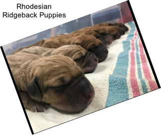 Rhodesian Ridgeback Puppies