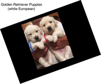 Golden Retriever Puppies (white European)