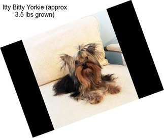 Itty Bitty Yorkie (approx 3.5 lbs grown)