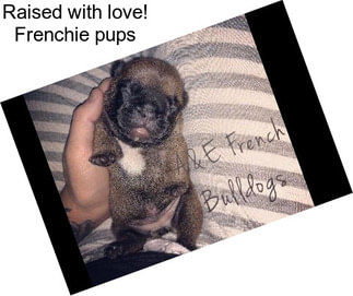 Raised with love! Frenchie pups