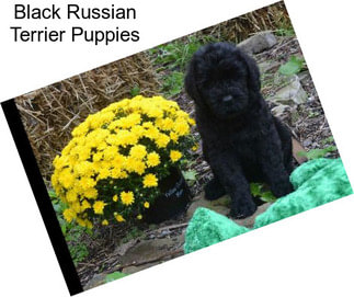 Black Russian Terrier Puppies