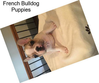 French Bulldog Puppies