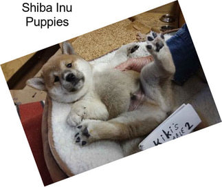 Shiba Inu Puppies