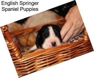 English Springer Spaniel Puppies