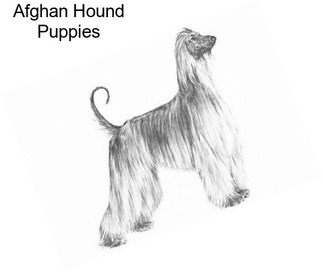 Afghan Hound Puppies