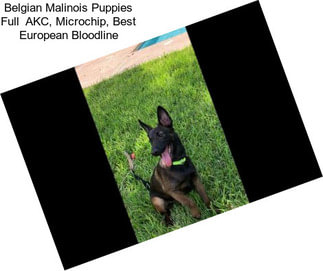 Belgian Malinois Puppies Full  AKC, Microchip, Best European Bloodline