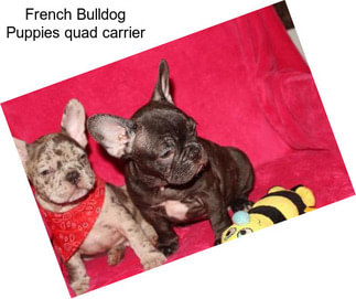 French Bulldog Puppies quad carrier