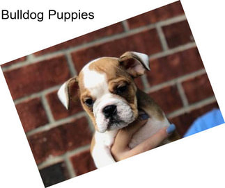 Bulldog Puppies