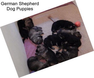 German Shepherd Dog Puppies