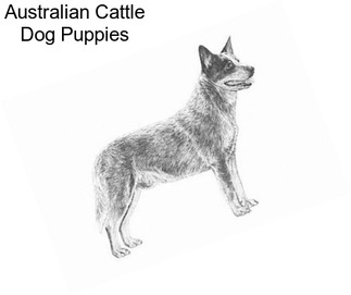 Australian Cattle Dog Puppies