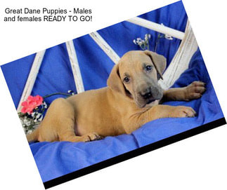 Great Dane Puppies - Males and females READY TO GO!