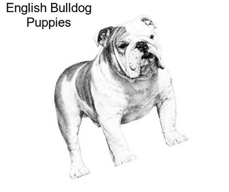 English Bulldog Puppies