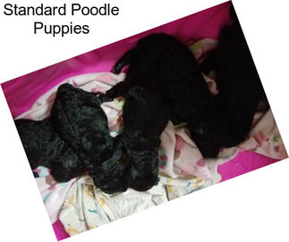 Standard Poodle Puppies