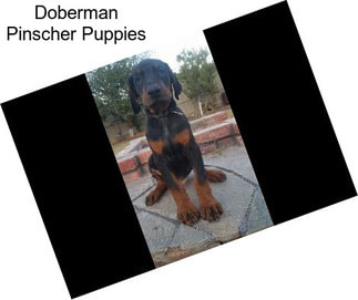 Doberman Pinscher Puppies