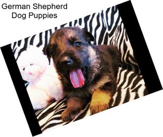 German Shepherd Dog Puppies