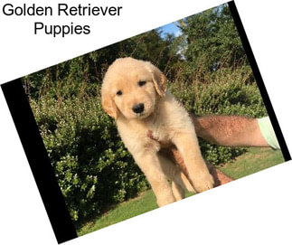 Golden Retriever Puppies