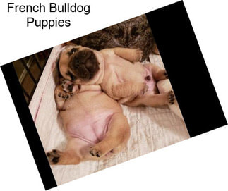 French Bulldog Puppies