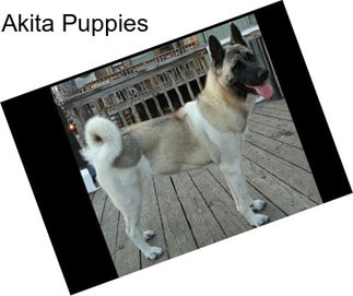 Akita Puppies