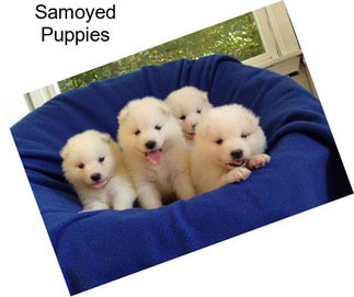 Samoyed Puppies