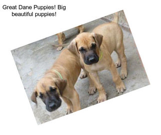 Great Dane Puppies! Big beautiful puppies!