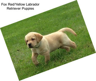 Fox Red/Yellow Labrador Retriever Puppies