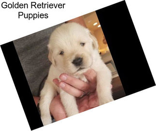 Golden Retriever Puppies