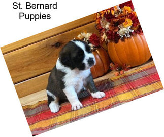 St. Bernard Puppies