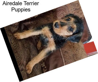 Airedale Terrier Puppies