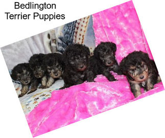 Bedlington Terrier Puppies