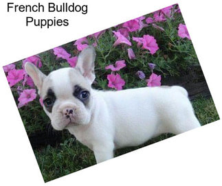 French Bulldog Puppies