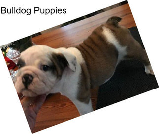 Bulldog Puppies