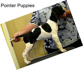 Pointer Puppies