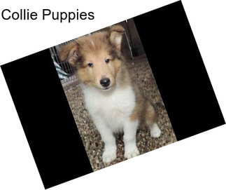 Collie Puppies