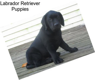 Labrador Retriever Puppies