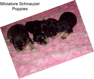 Miniature Schnauzer Puppies