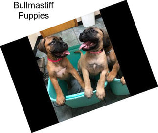 Bullmastiff Puppies