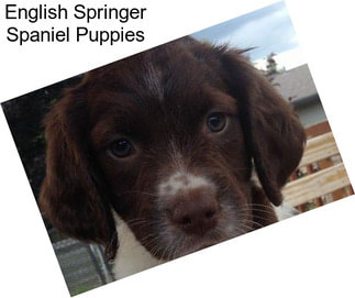 English Springer Spaniel Puppies