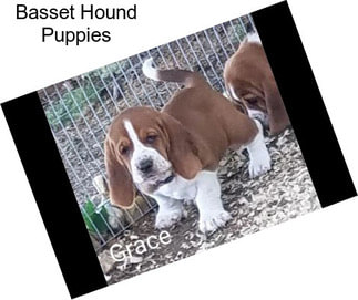 Basset Hound Puppies