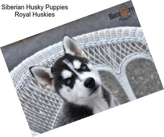 Siberian Husky Puppies \