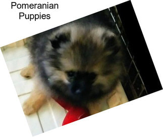 Pomeranian Puppies