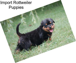 Import Rottweiler Puppies