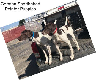 German Shorthaired Pointer Puppies