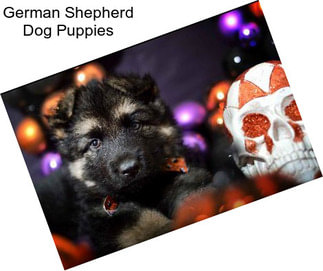 German Shepherd Dog Puppies