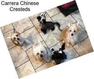 Carrera Chinese Cresteds