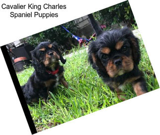 Cavalier King Charles Spaniel Puppies