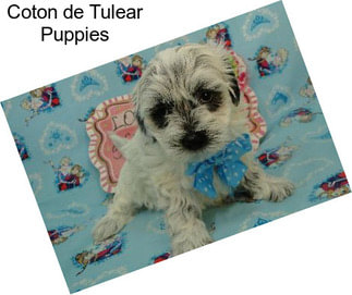 Coton de Tulear Puppies