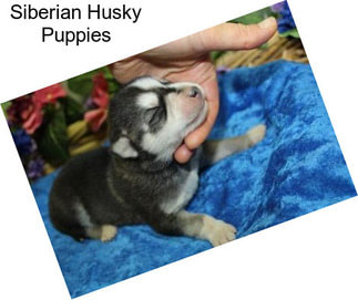 Siberian Husky Puppies